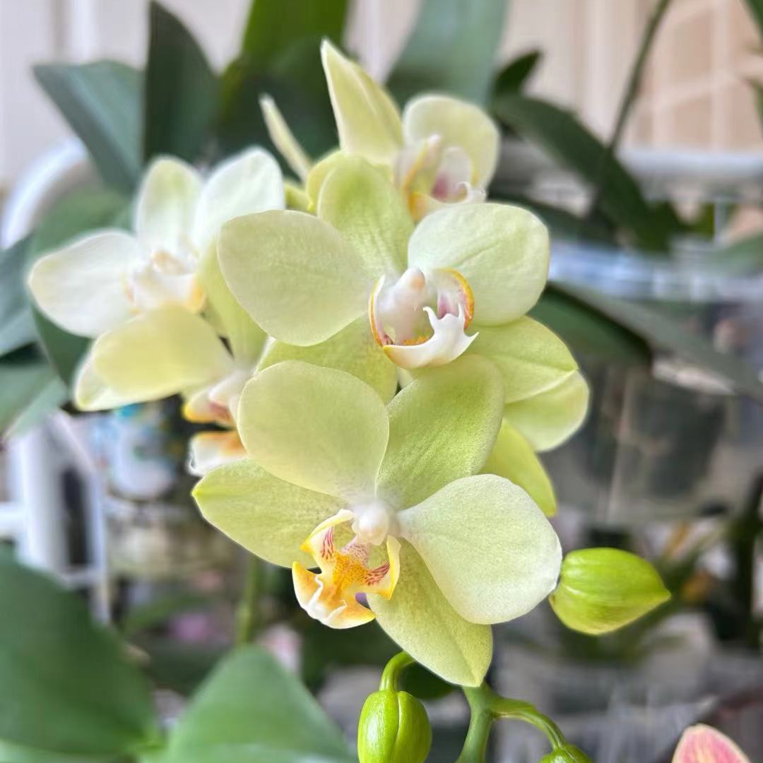带花苞《绿水晶》2.8寸杯蝴蝶兰【根少】【任意满两颗包邮发货】