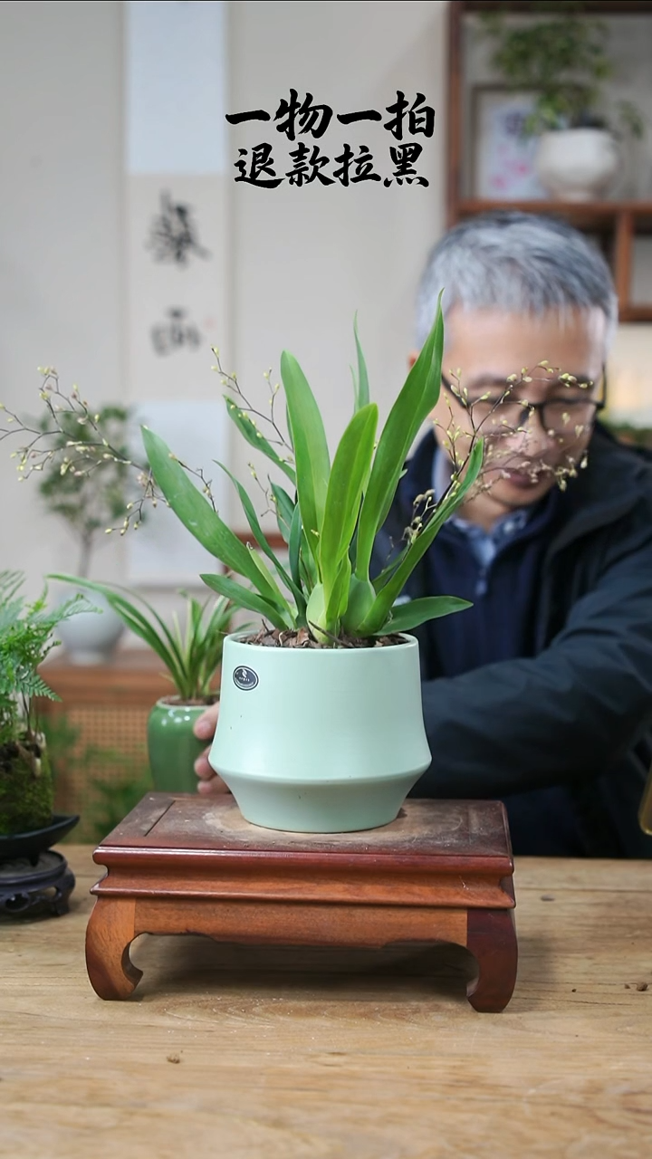 完全开放青*文心兰146