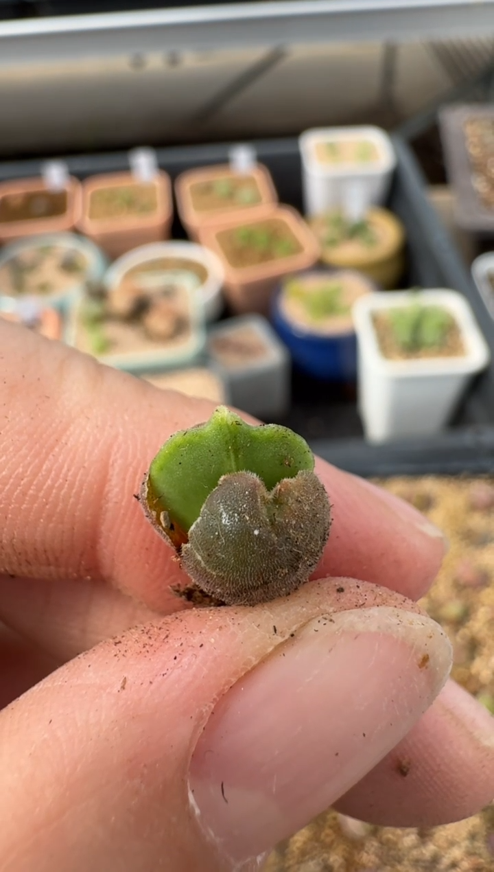 【闪购商品】2.5-25