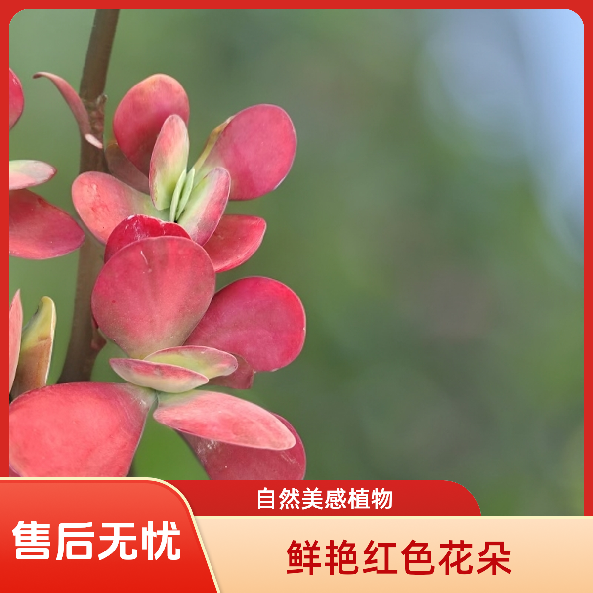 唐印黄中斑多肉植物盆栽品种好养适合办公室阳台