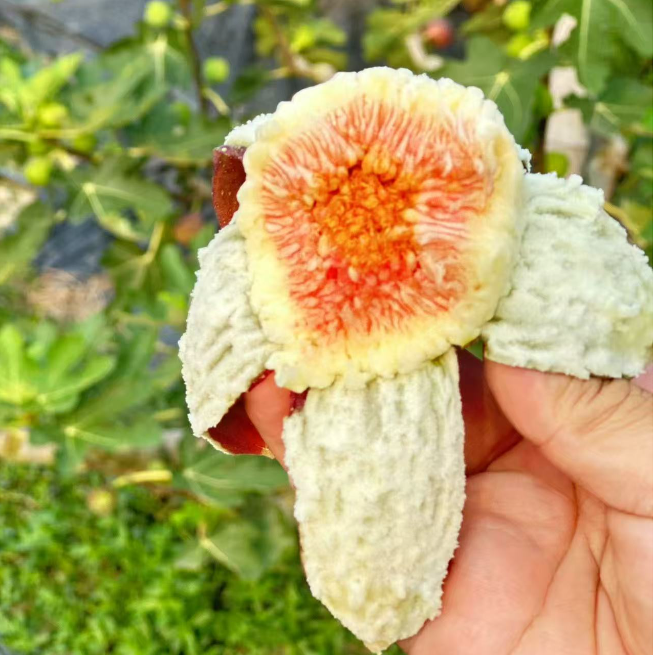 A+级精品无花果水果，现采现发，顺丰包邮。
