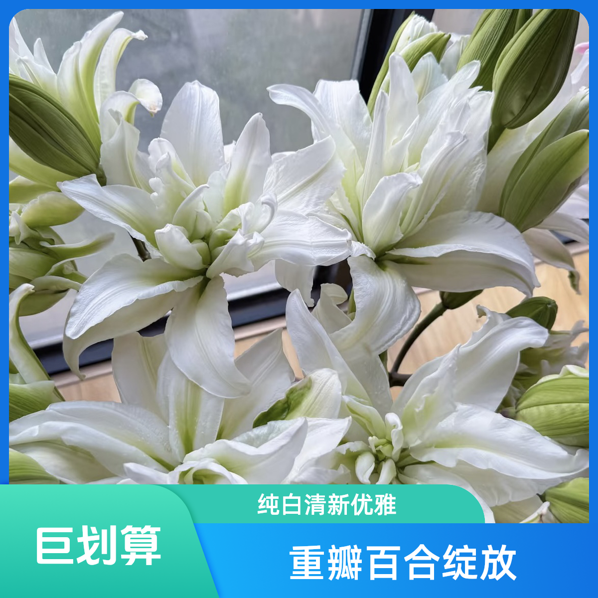 【种花匠】艾莎·重瓣香水百合 浓香型