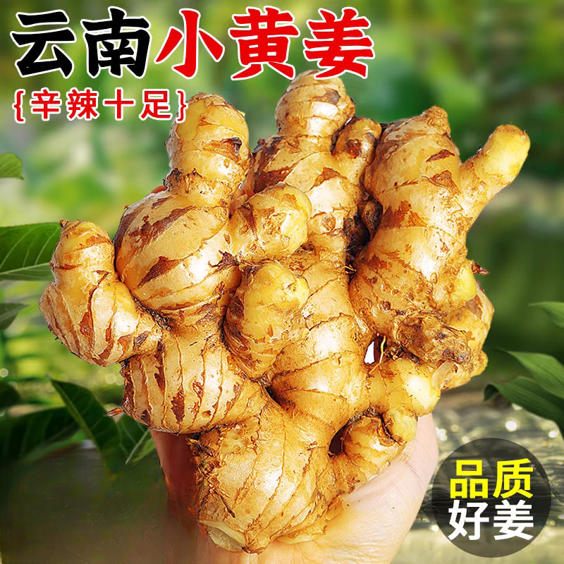 高山现挖云南小黄姜今年新鲜老姜嫩姜姜香浓郁