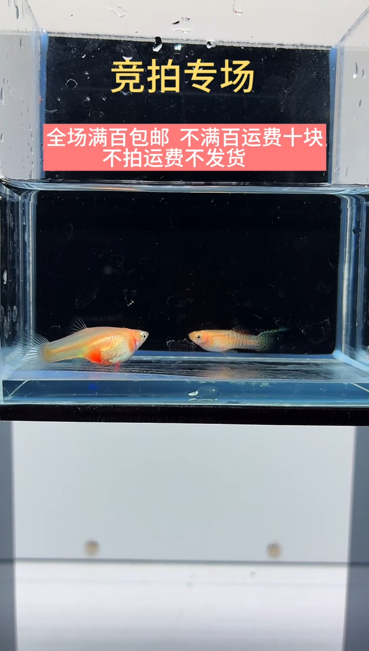 孔雀鱼黄蕾丝顶剑-19