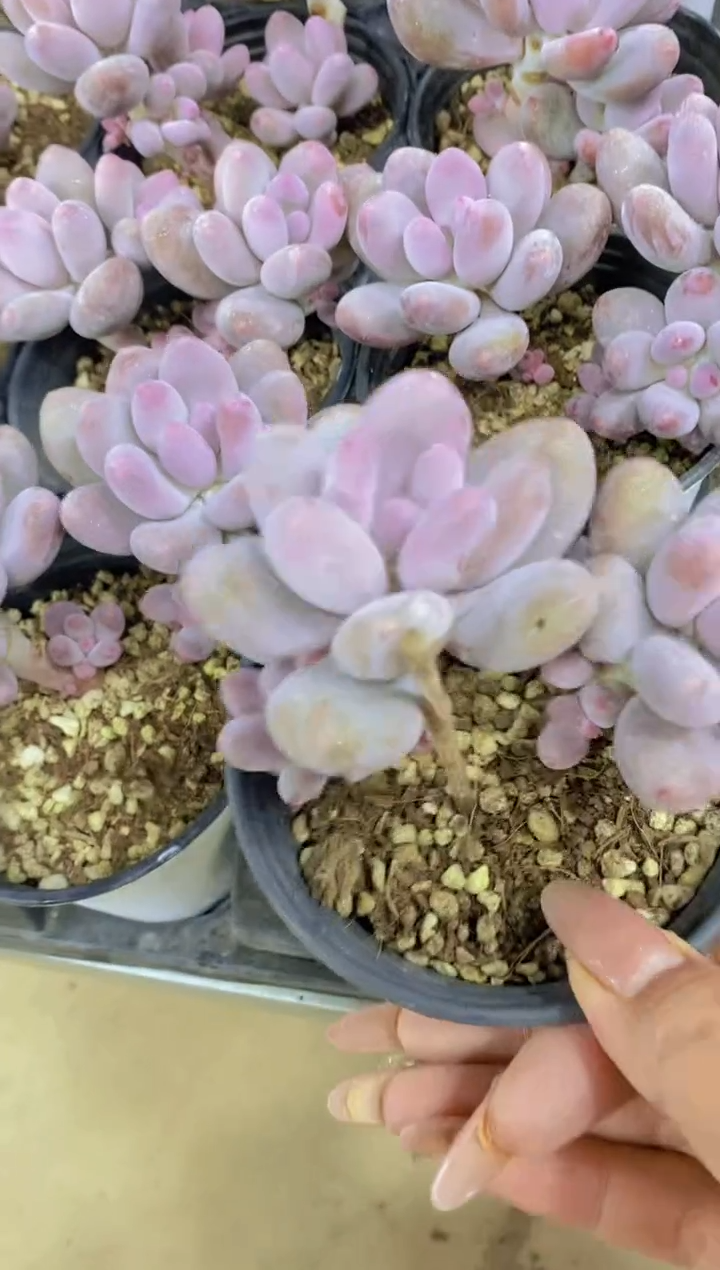 【闪购商品】D972-桃奶美人