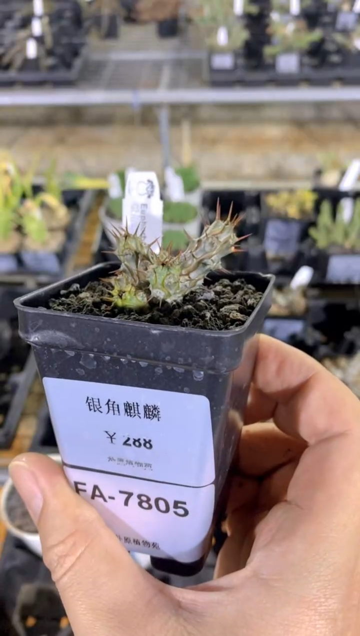 【闪购商品】银角麒麟FA-7805