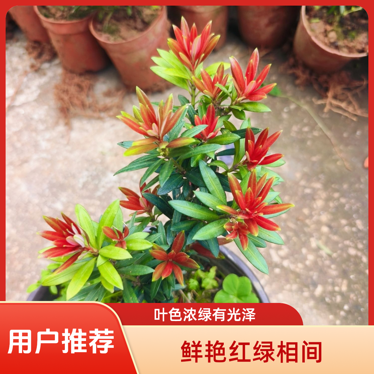 芯芯罗汉松绿植盆栽（拍单链接）