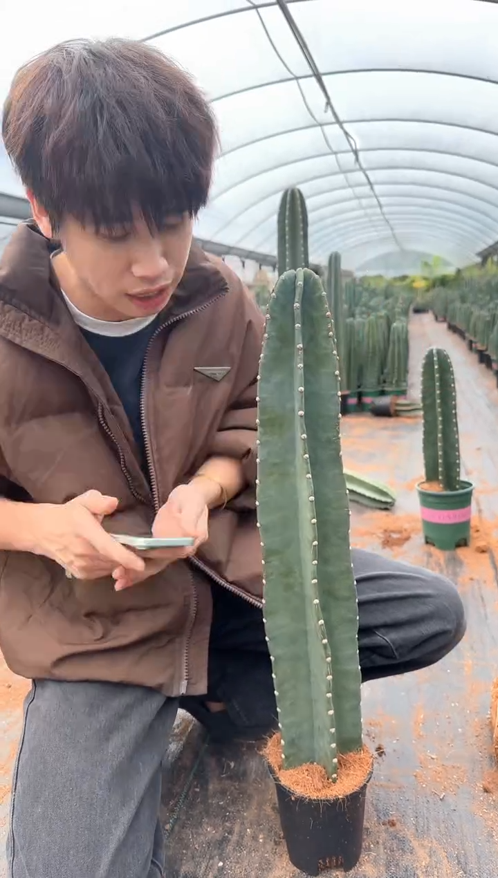 【带盆土】30cm+ 量天尺 不指定带花苞