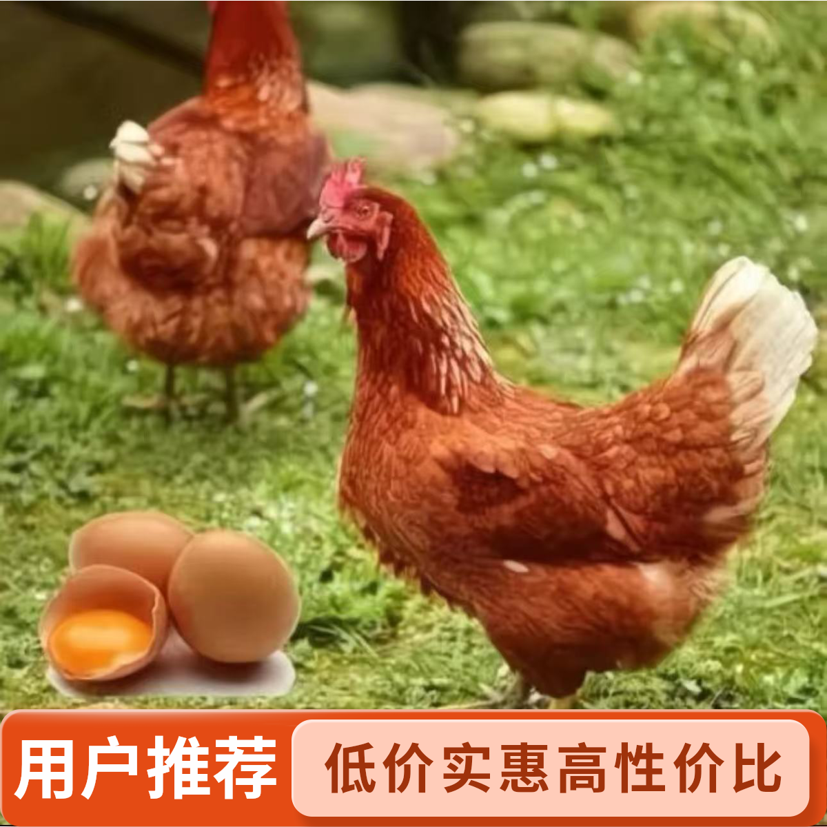 （3斤重发货）海兰褐红毛蛋鸡即将开产长尾鸡包邮可做宠物鸡