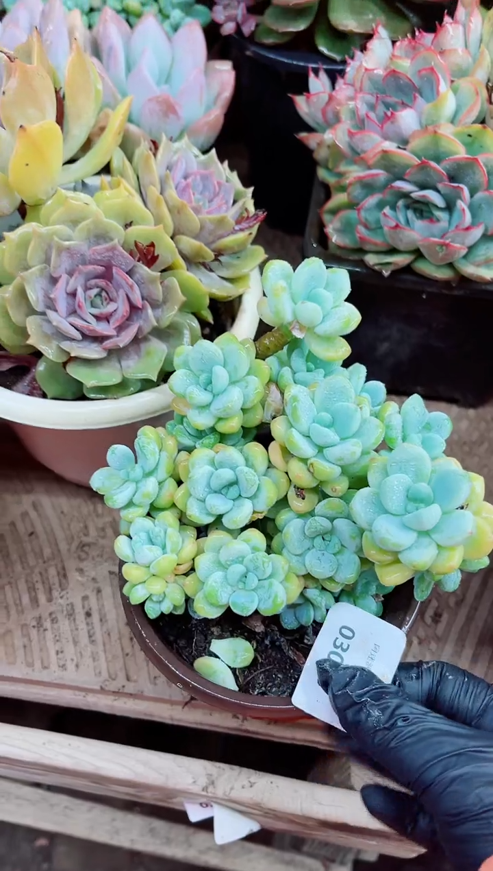 钰03005多肉植物一物一拍