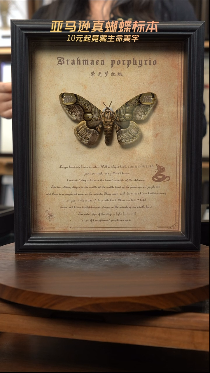 紫光螺纹蛾复古版复古框