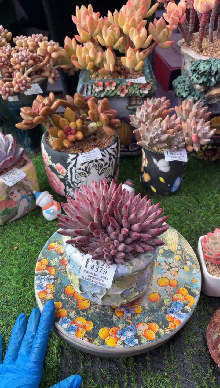 昆明印象多肉4379