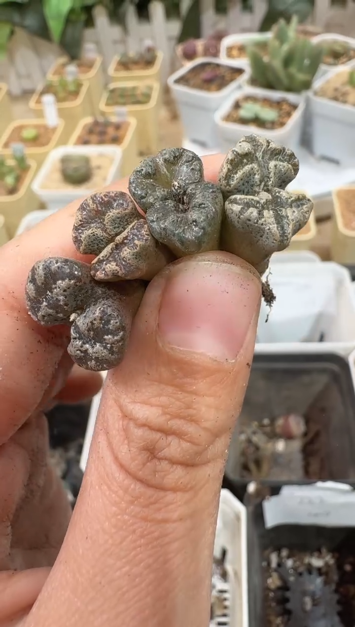 28-181多肉植物肉锥