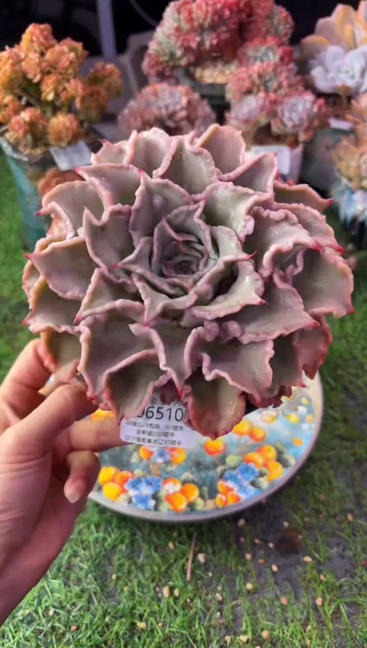 昆明印象多肉06510