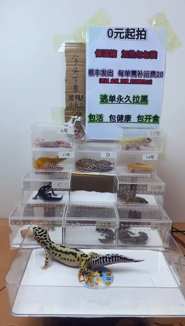 豹纹守宫豹纹守宫幼苗亚成体成体
