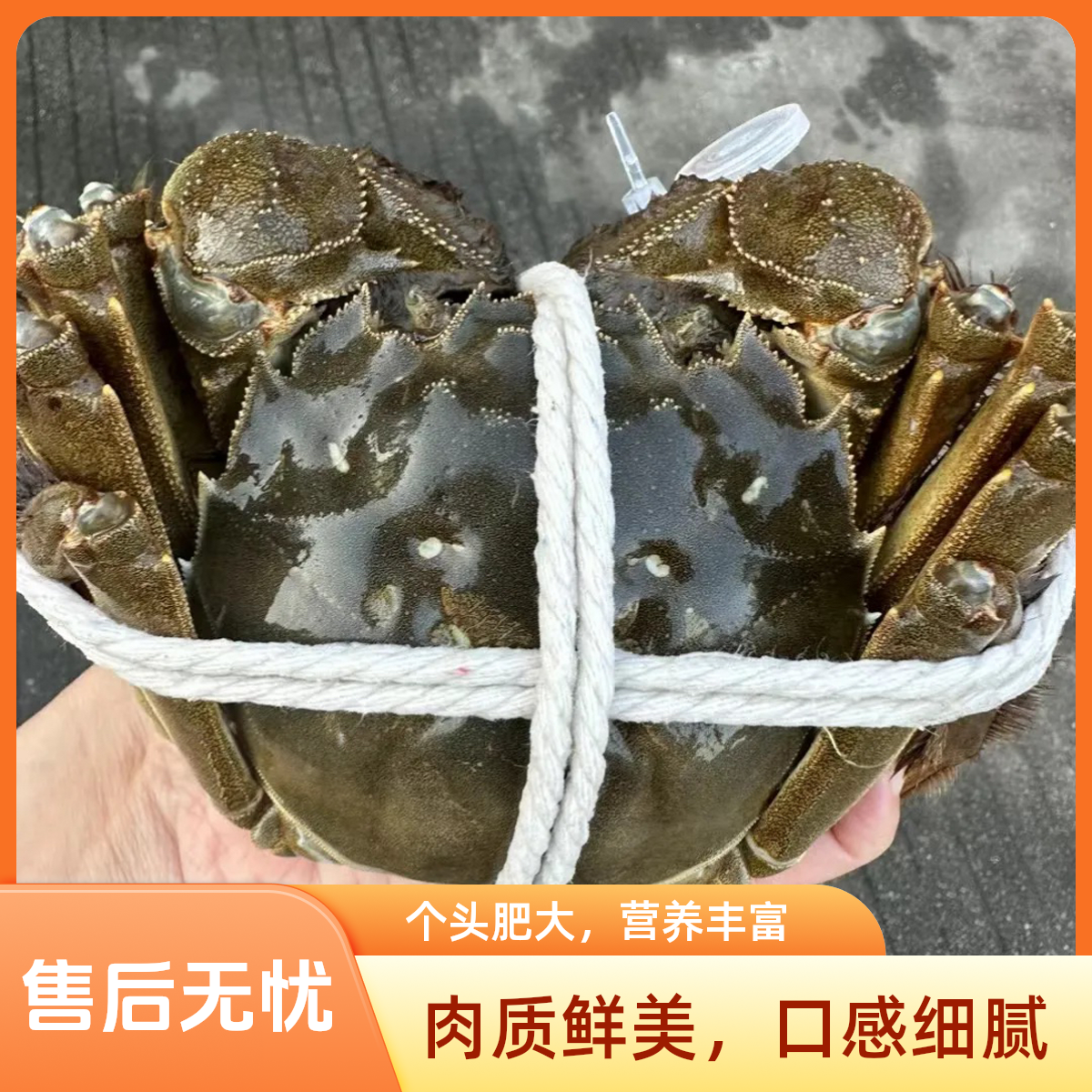 【活蟹】大闸蟹母蟹/3.0～3.3两 10只/5对/一组 现抓现发