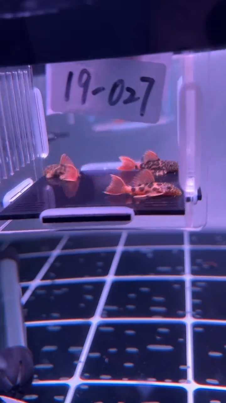 清道夫鱼Q***·19-027 帝王血钻 3条 尺寸3-3.5厘米