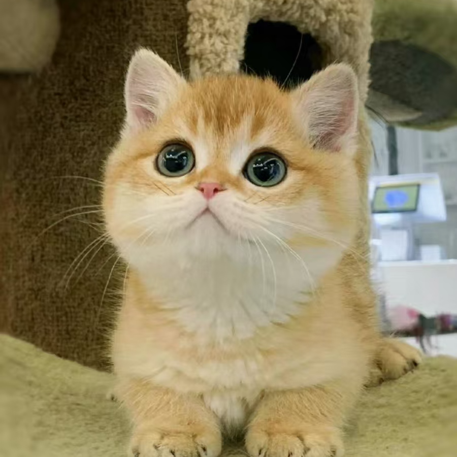 金渐层 福利猫猫