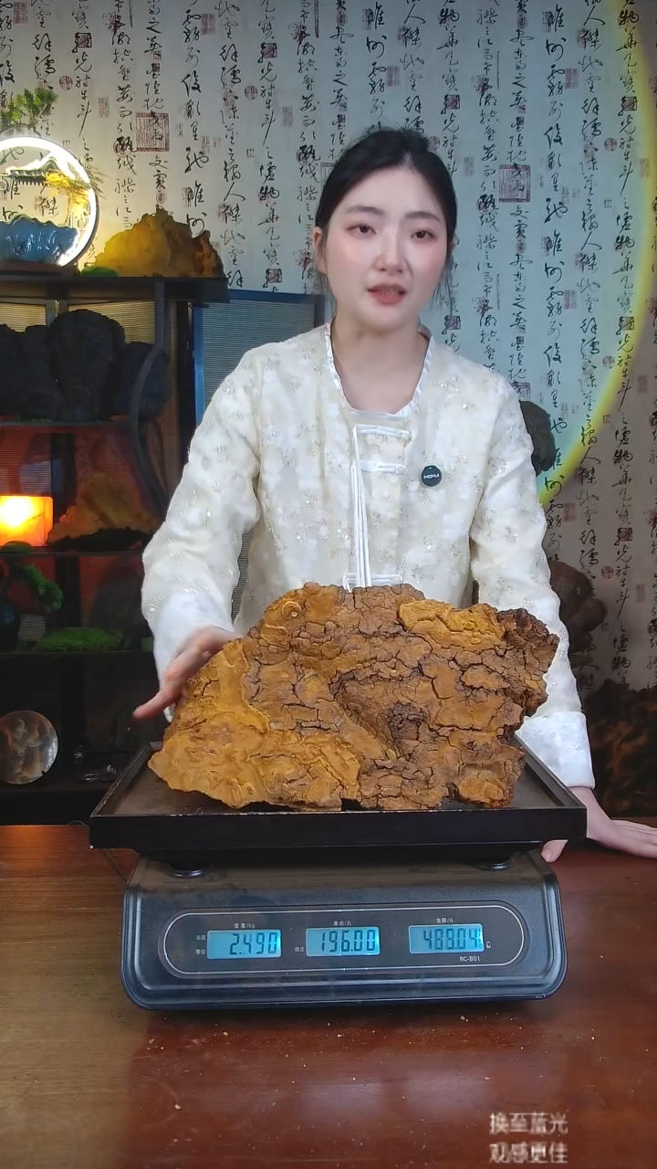 松针层孔菌中国大陆【藏区 野生】松树桑黄（4.35斤）50-60年份