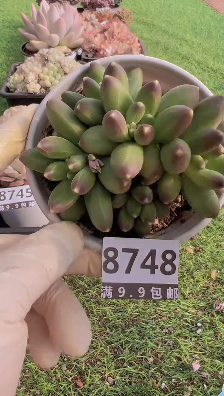 【闪购商品】信福多肉一物一拍