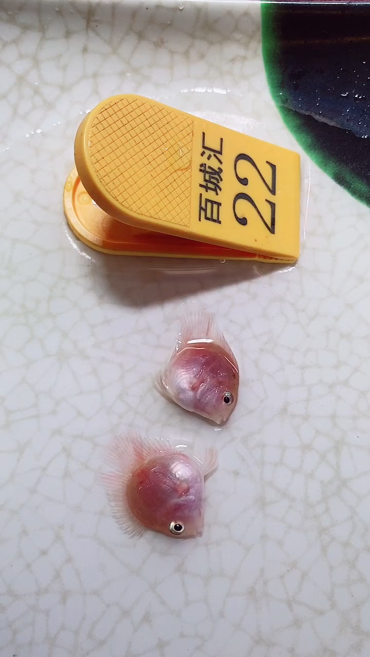 鹦鹉鱼6000000000000