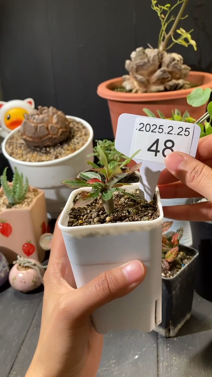 【闪购商品】T簇生福桂花2.25.48