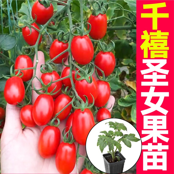 红千禧圣女果苗带土球超甜小樱桃番茄种子春秋四季盆栽西红柿