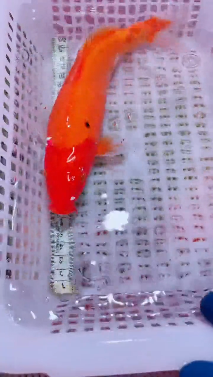 锦鲤血统锦鲤全场包邮107