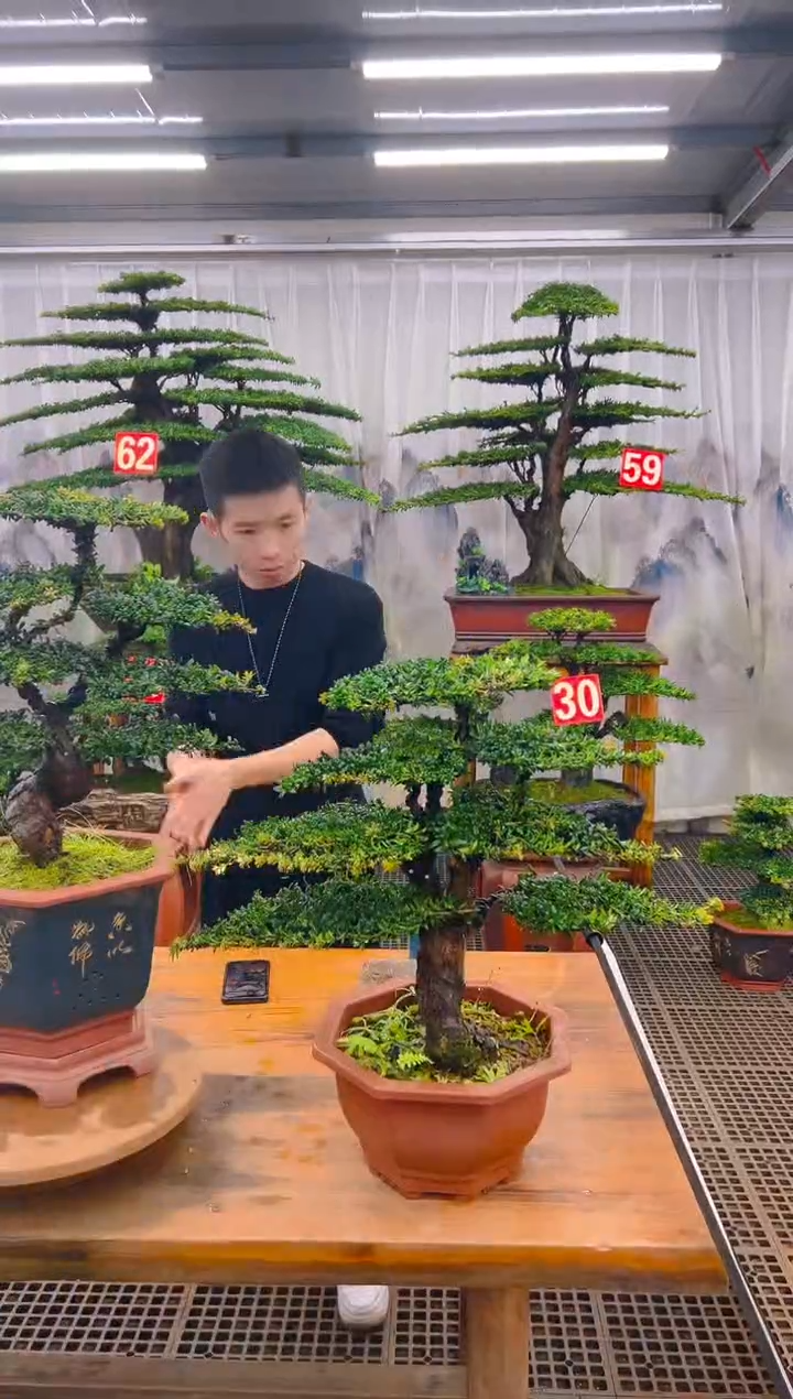 无花朵精品盆景直播间一物一拍
