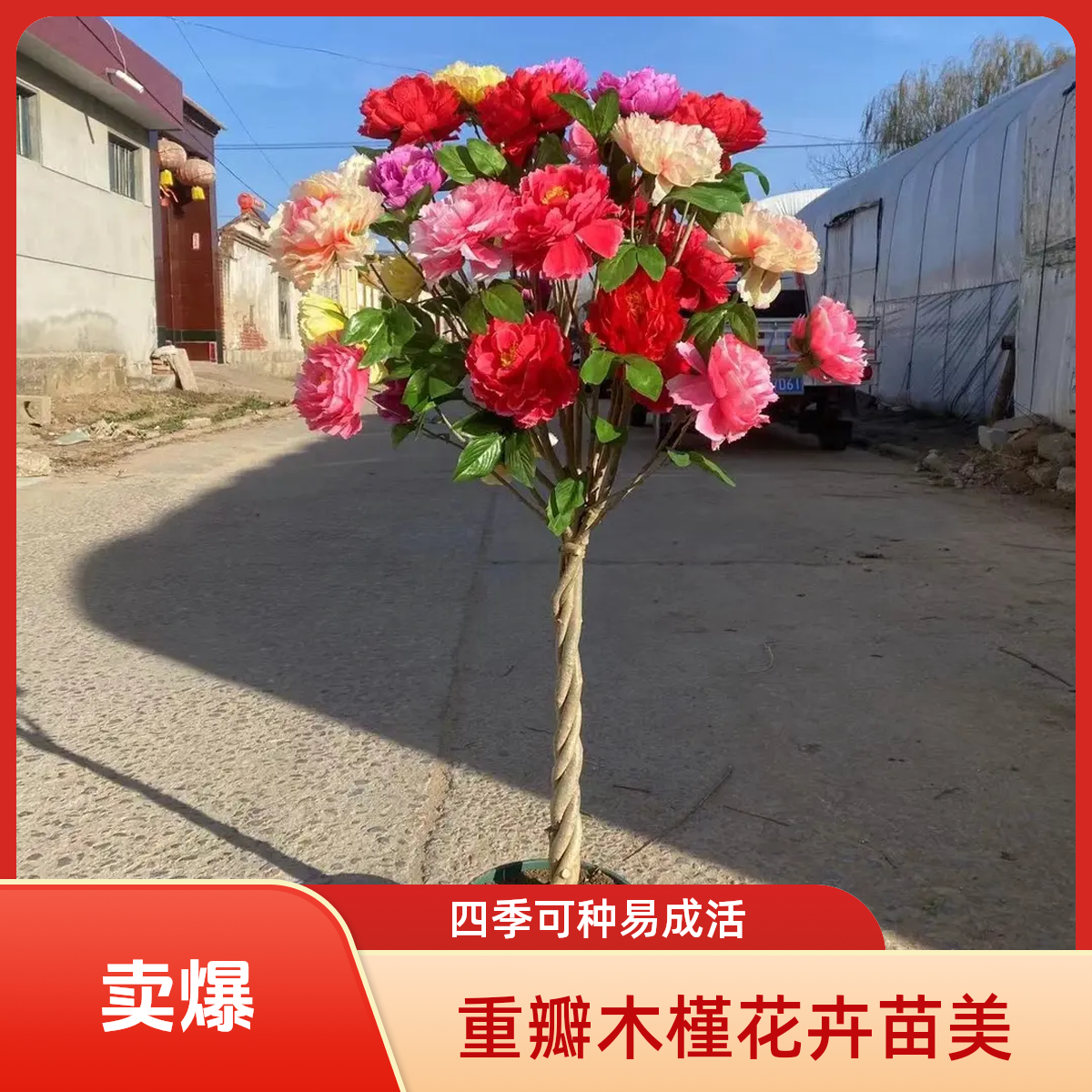 大花浓香重瓣耐寒编织麻花造型木槿花苗庭院阳台种植
