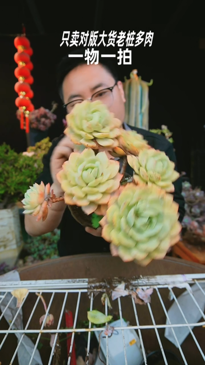 【闪购商品】恋曲89号