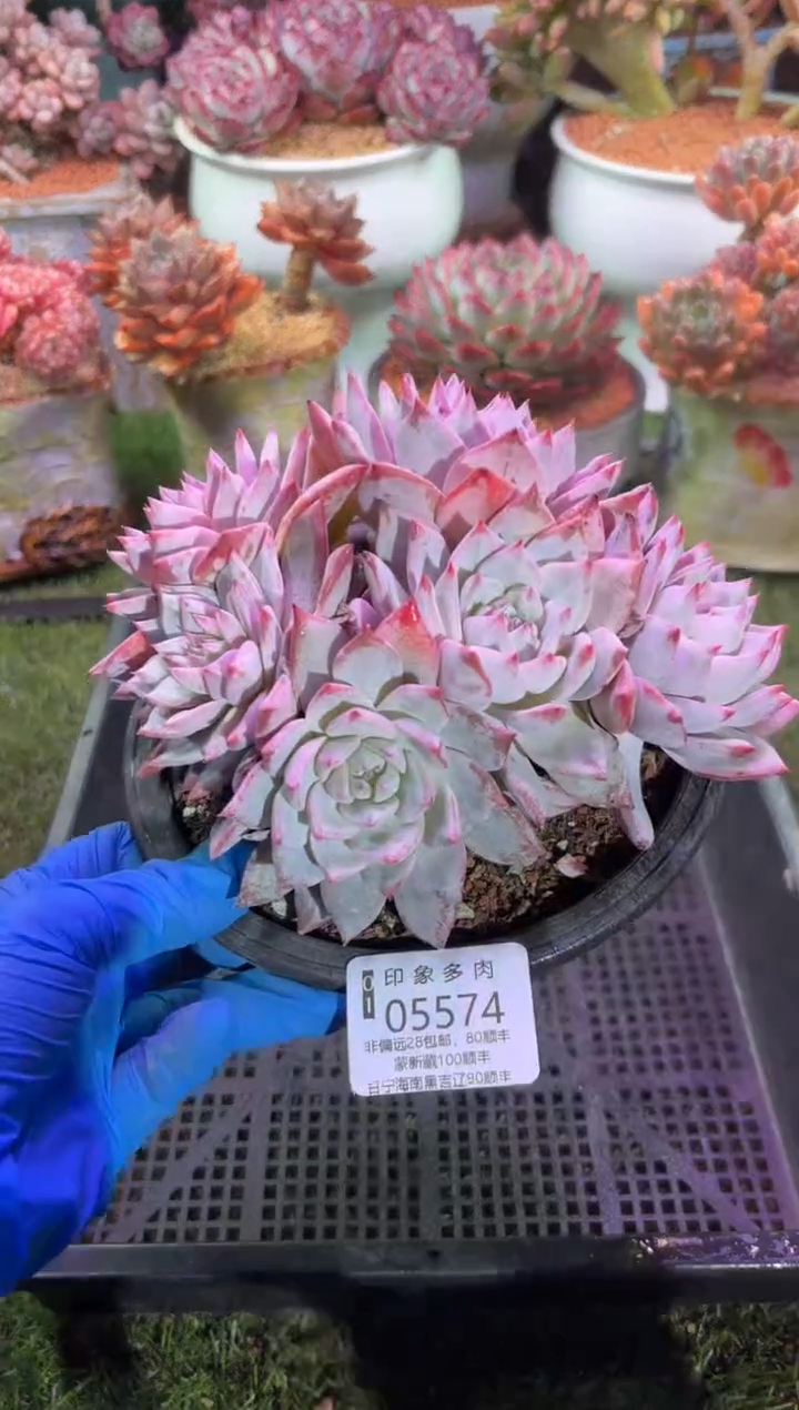 【闪购商品】05574