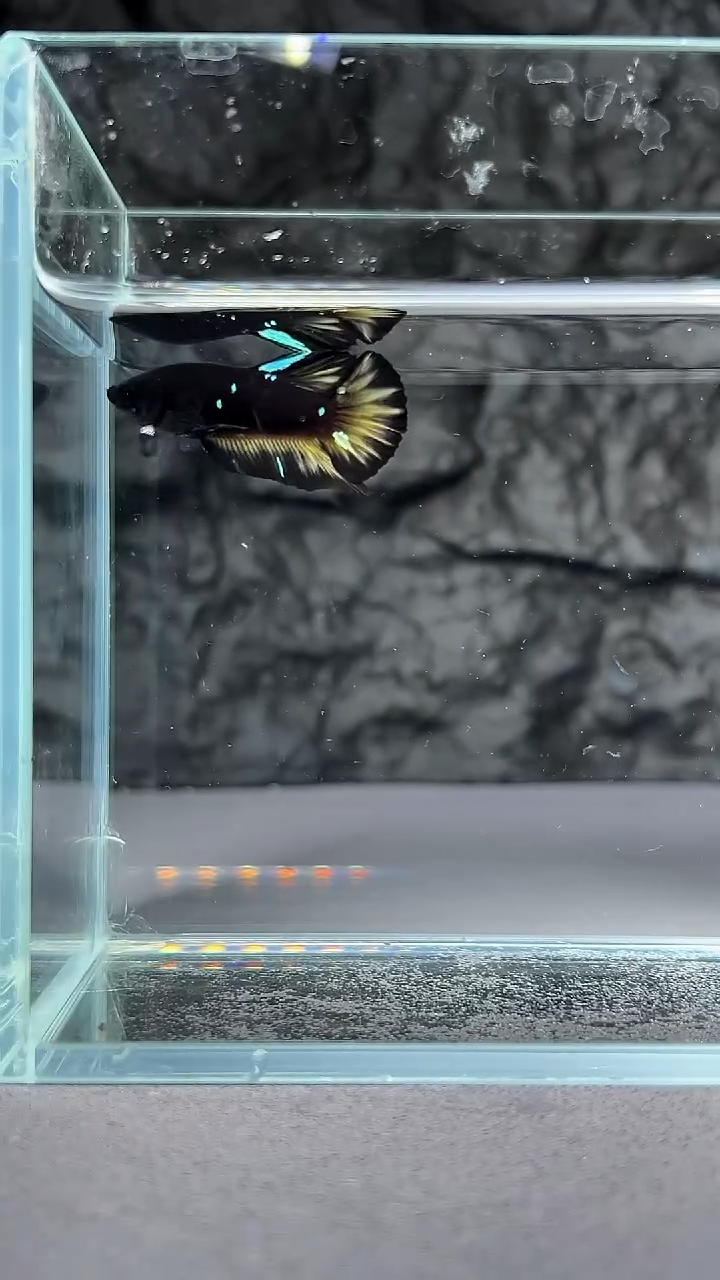 斗鱼竞拍链接A049