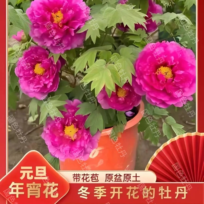 【洛阳红-精品新盆栽带花苞催花牡丹】元旦春节送礼佳品牡丹带花苞