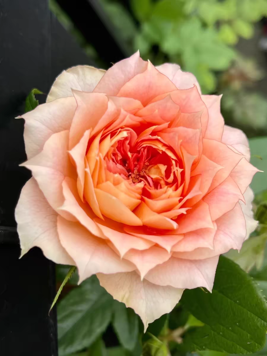 南瓜灯笼中苗 戴尔巴德笼橙黄复色月季扦插中苗灌木勤花抗病耐热