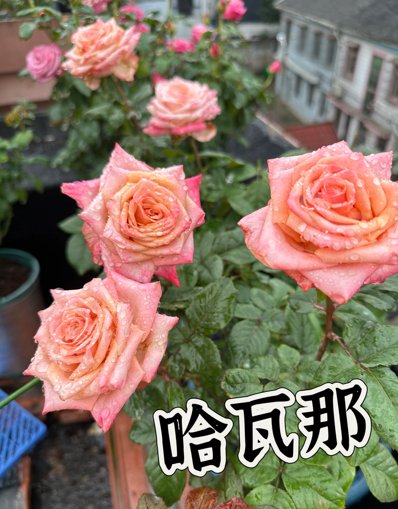 【哈瓦那】可儿茁时花园精选月季根接精品苗 灌木无刺  抗病 耐热