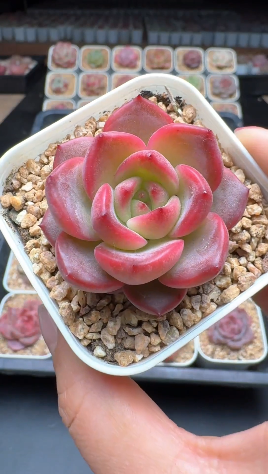 【闪购商品】737A物拍多肉带盆土6.5杯拍3颗包柚