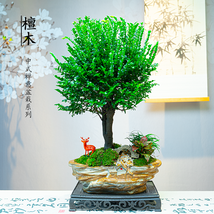 小叶紫檀绿植盆栽可净化空气四季观赏室内绿植盆栽