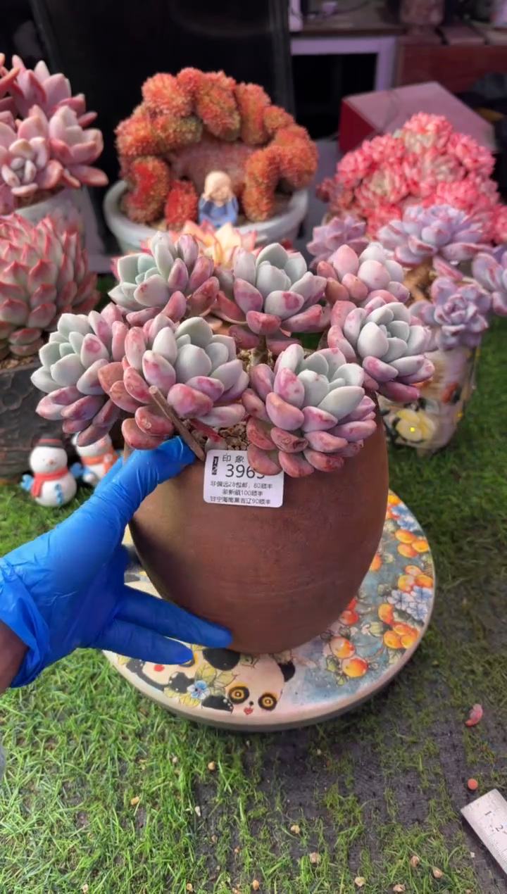 昆明印象多肉3965