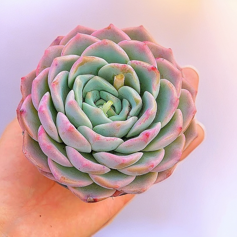 冰魄 3盆 大部分是双头 带盆土 多肉植物【满15包邮】老桩好养新手