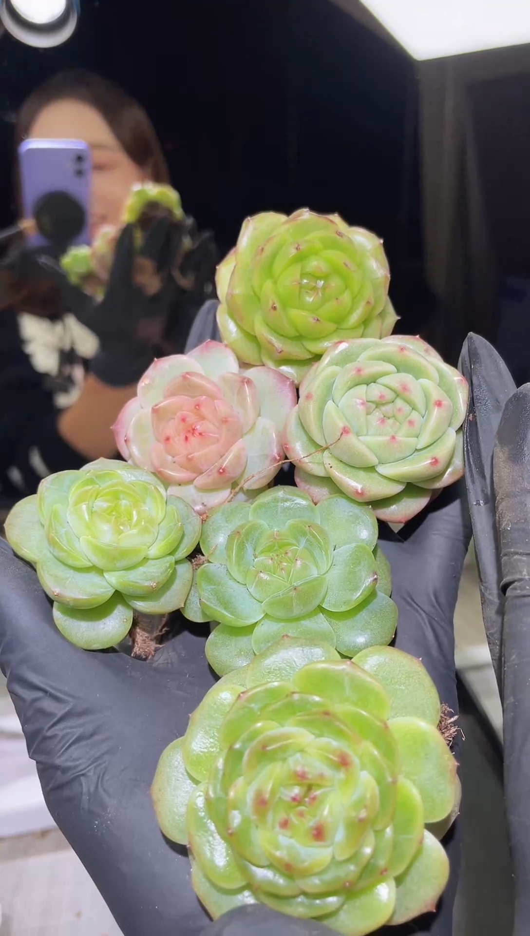 1326   混发 4.0 -5.0厘米左右 量拍随机发