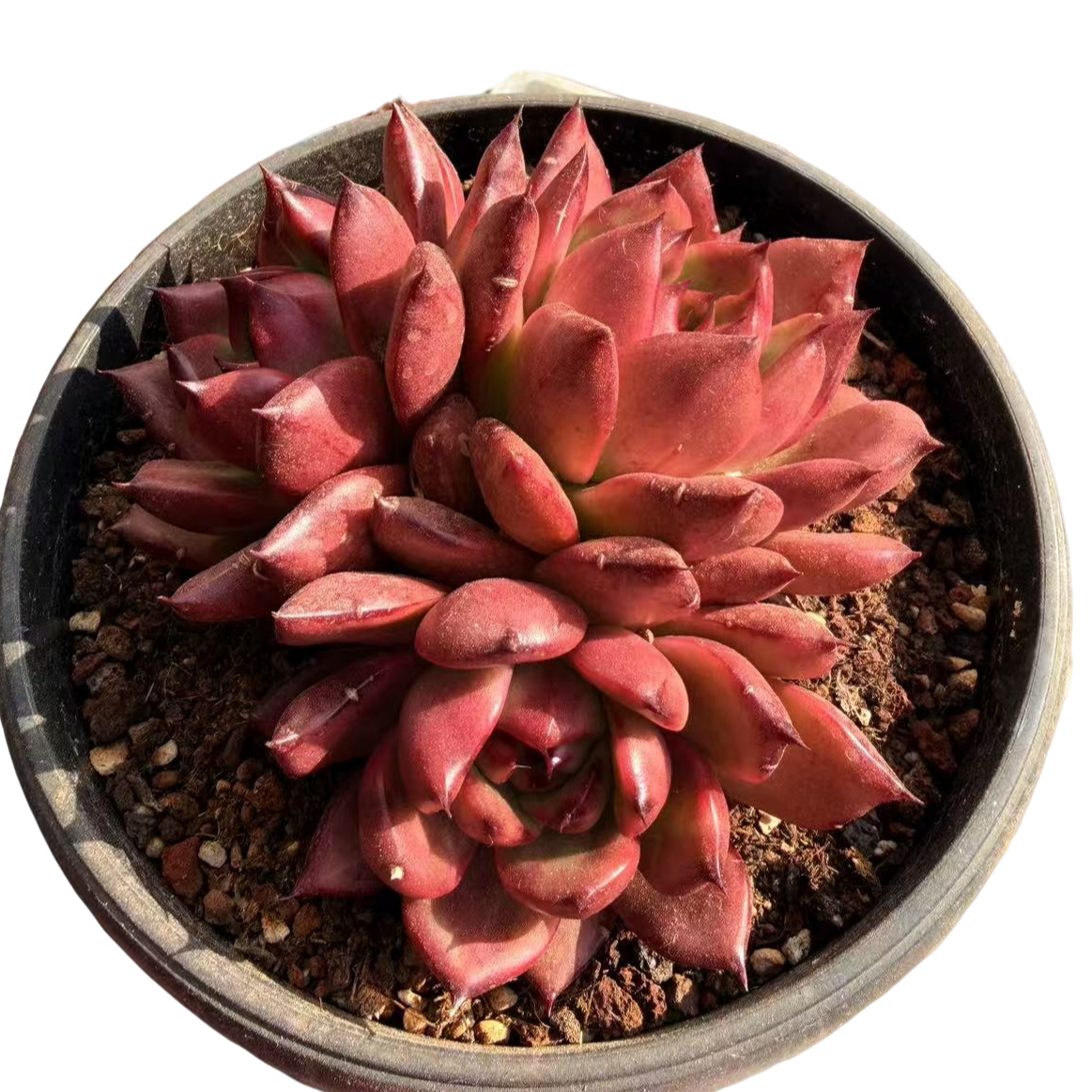 正版粉钻(多肉植物)满19.9包邮 云南基地源头直发新手好养