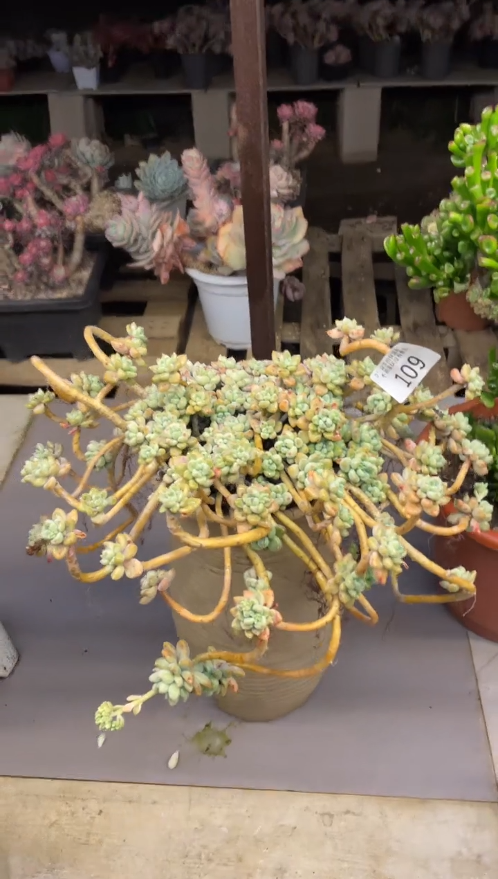 【闪购商品】109奶酪蛋糕