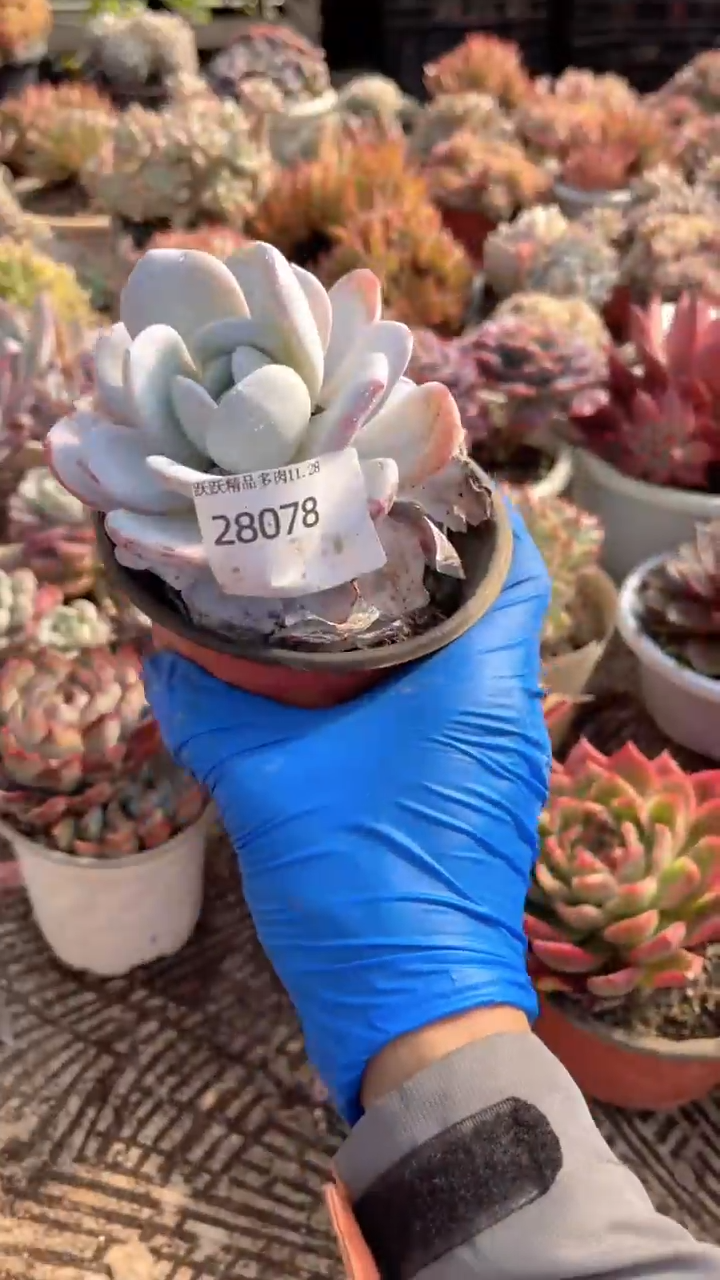 紫*跃跃精品多肉28078
