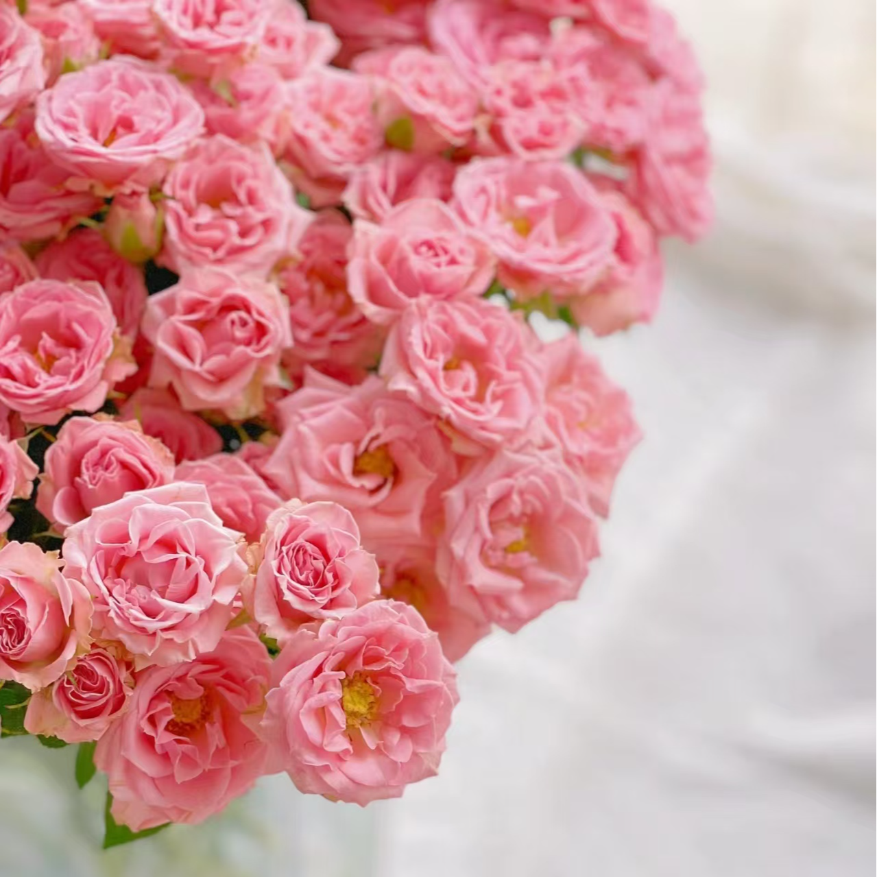 露露公主多头玫瑰-家养鲜花-云南基地直发-