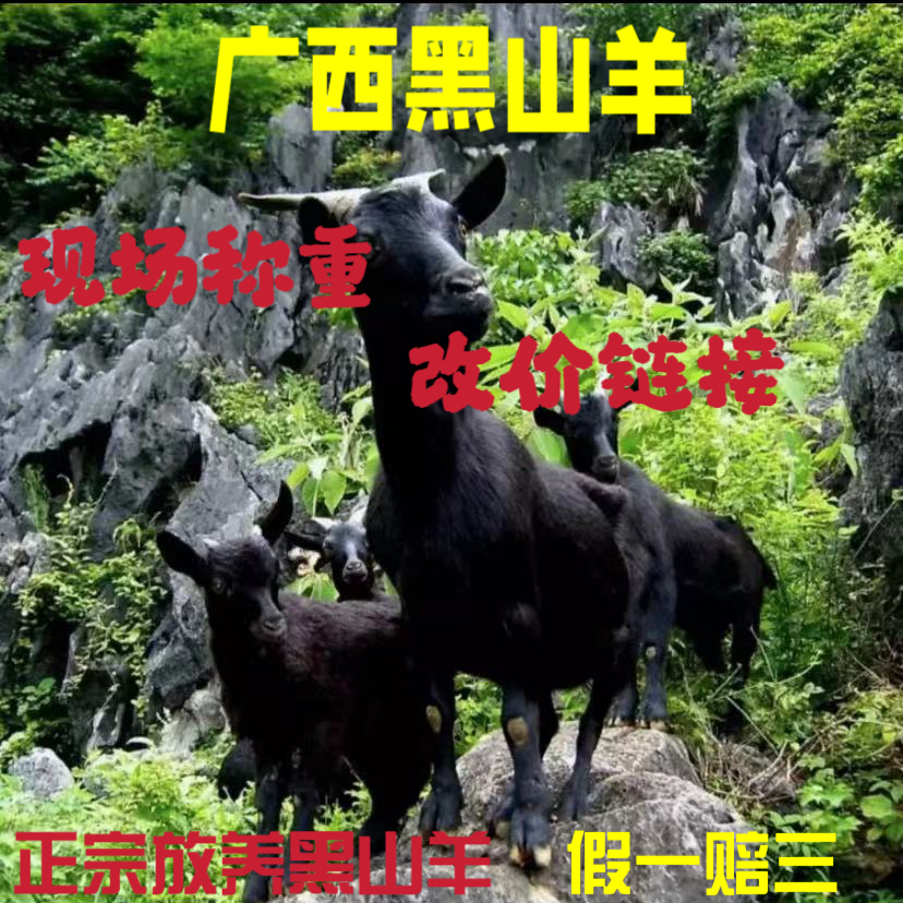 【直播间称重改价链接】广西放养黑山羊  顺丰包邮