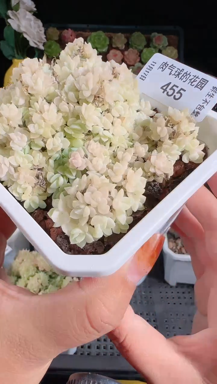 1117-455麦秆群生不包整