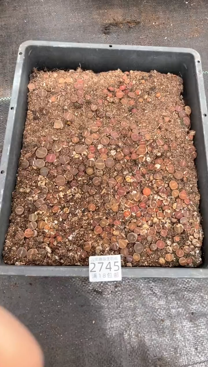 2745特价日轮框有疤瑕疵带土带盆发货