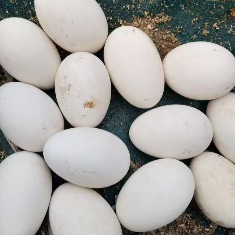 狮头鹅蛋 顺丰包邮