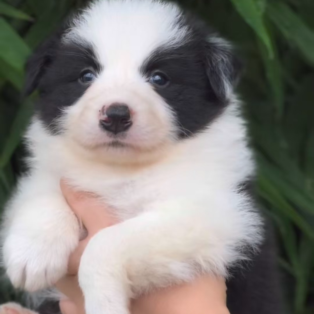 阿玲牧坊边牧犬(活体宠物)2